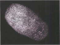 指紋・掌紋イメージ検出システム